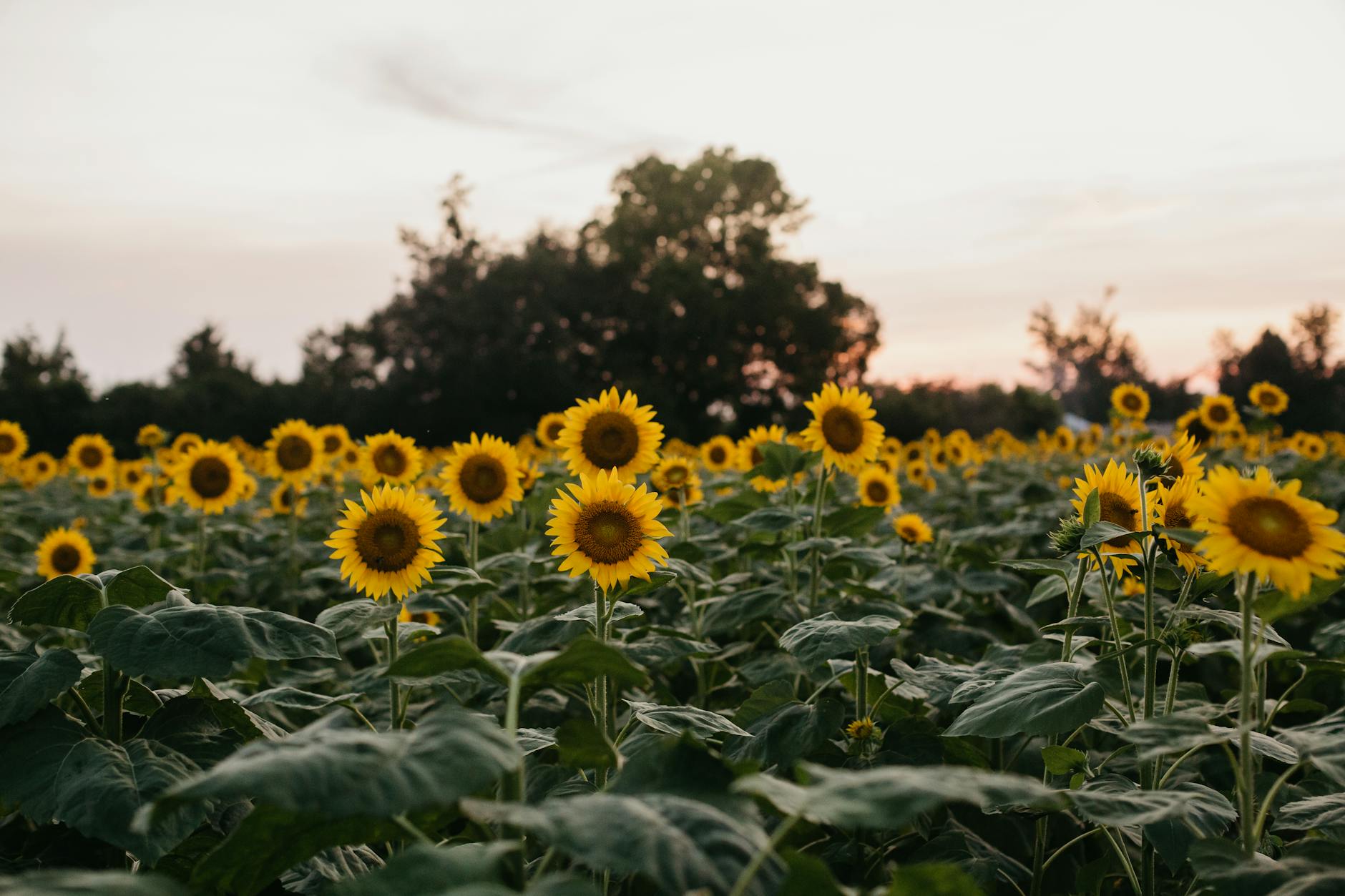 beautiful sunflowers blooming